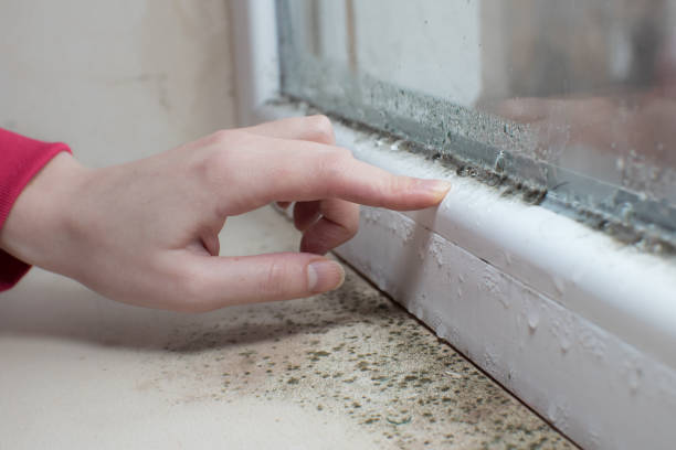 Best Comprehensive Air Testing for Mold Contaminants  in Freeland, WA